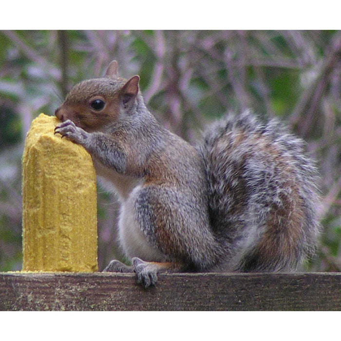 C&S Products #608 Corn Squirrelog Squirrel and Small Critter Food ~ 2-Pack ~ 4 Logs Total